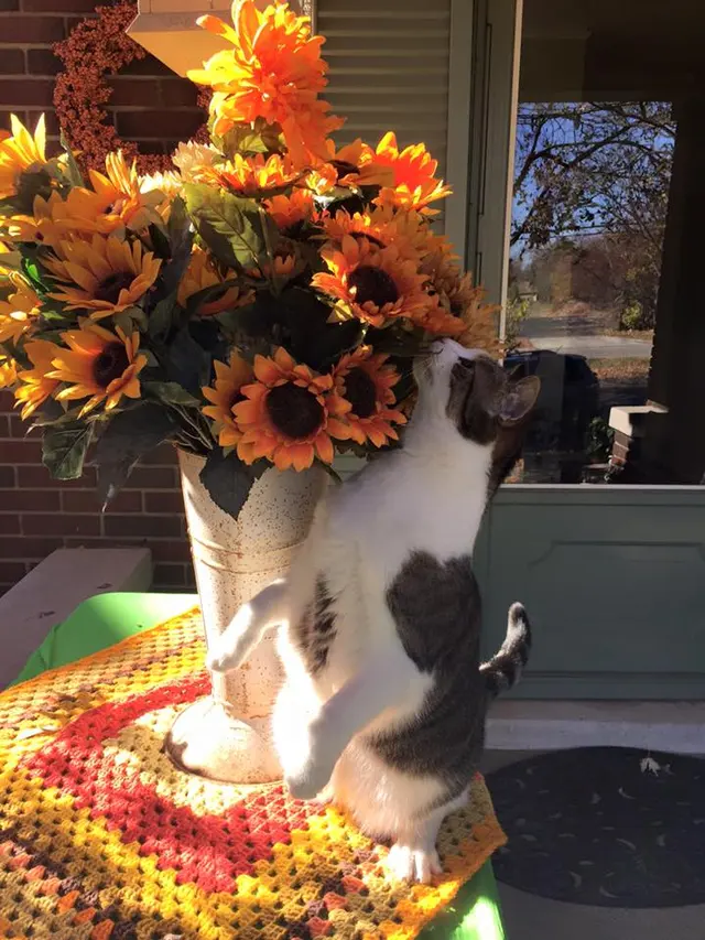 Gentle Pet Protectors — photo from the business 1