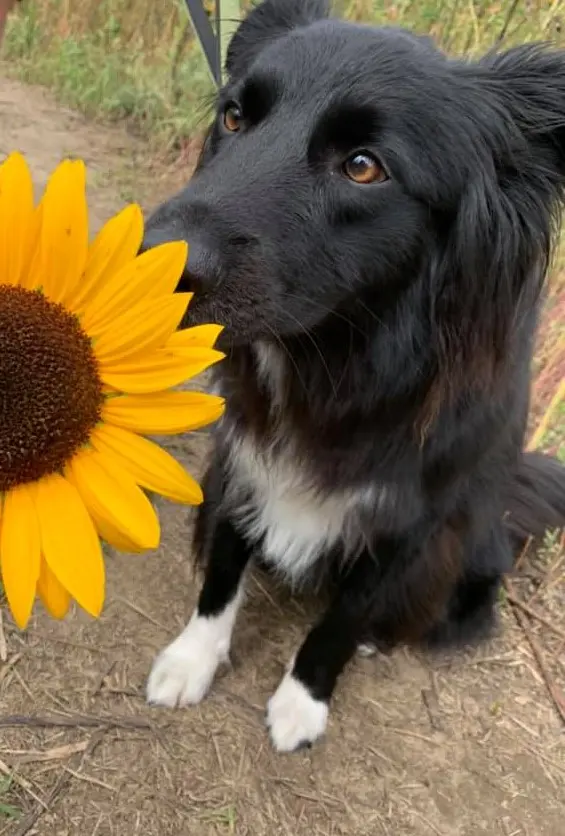 Gentle Pet Protectors — photo from the business 9