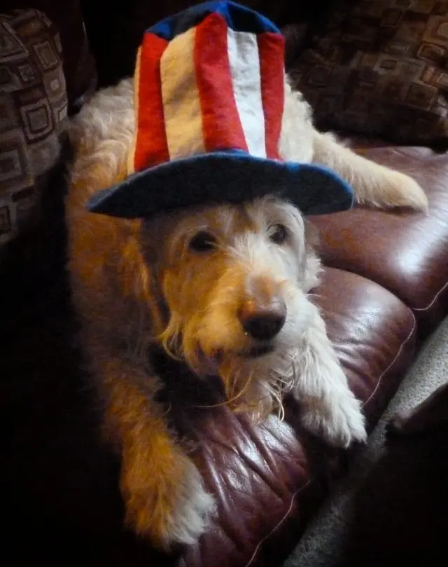 Gentle Pet Protectors — photo from the business 11