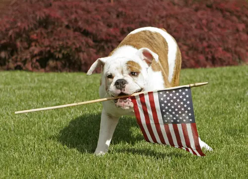 Gentle Pet Protectors — photo from the business 5