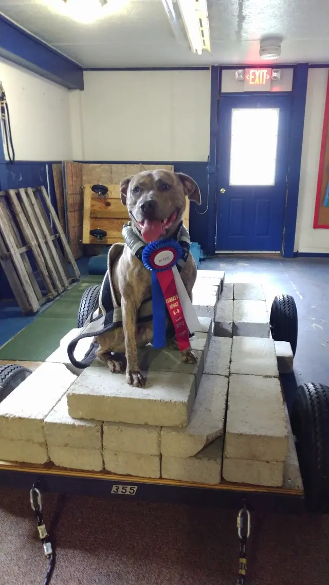 Currey's Family Pet Care — customer photo 8