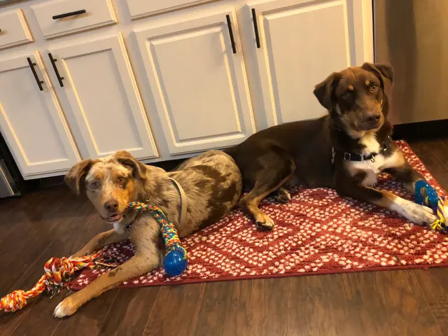 Currey's Family Pet Care — customer photo 5