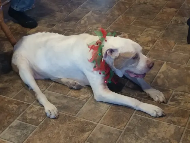 Currey's Family Pet Care — customer photo 11