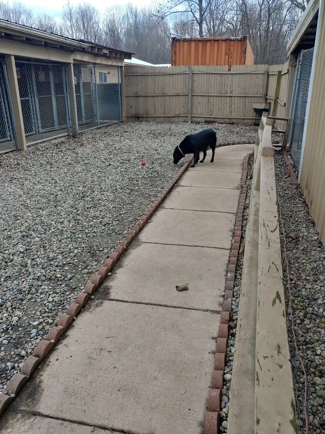 Currey's Family Pet Care — customer photo 9