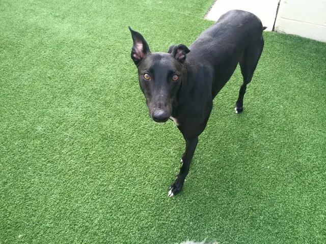 Beaches Pet Resort & Training Center — customer photo 11