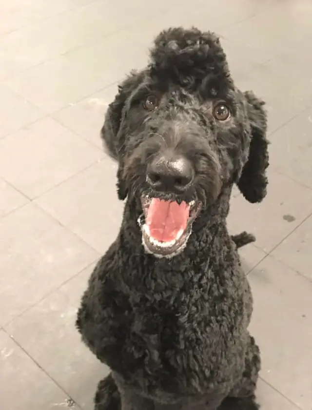 Beaches Pet Resort & Training Center — customer photo 12