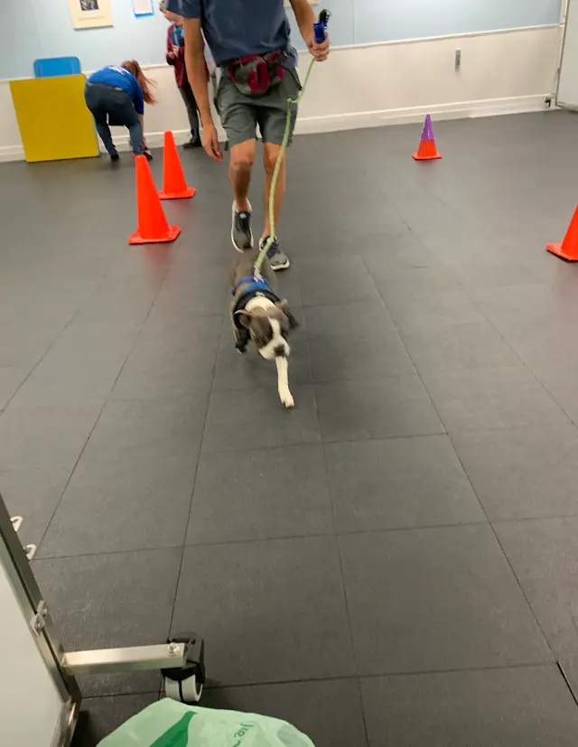 Beaches Pet Resort & Training Center — customer photo 9
