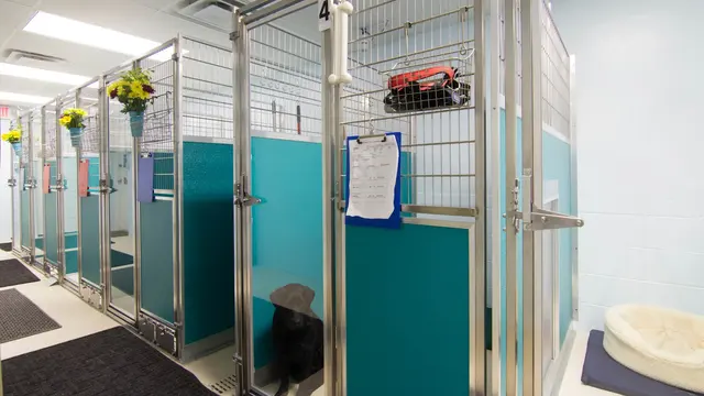 Beaches Pet Resort & Training Center — photo from the business 4