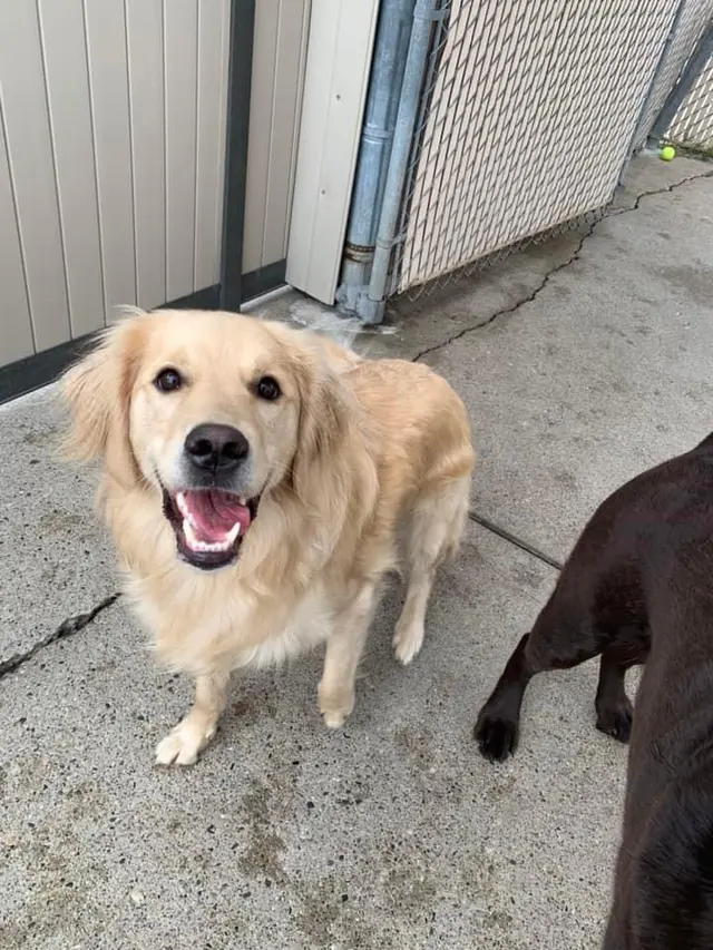 Beaches Pet Resort & Training Center — customer photo 2