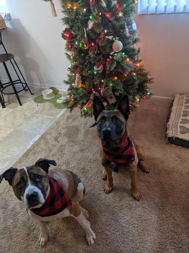 Pet Suite Retreat-Troy — customer photo 11