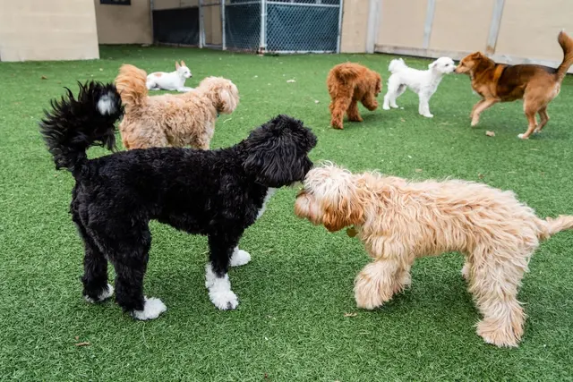 Pet Suite Retreat-Troy — photo from the business 1