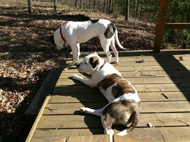 Pet Suite Retreat-Troy — customer photo 10