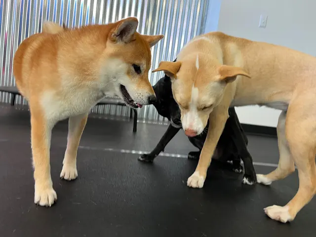 TAILored Pet Services LLC and Four-Legged Fun Zone — photo from the business 8