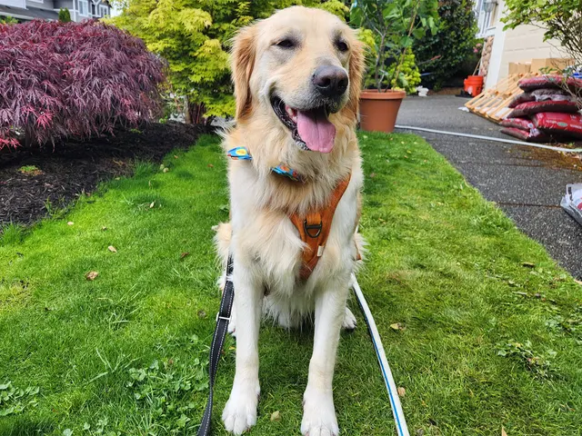 TAILored Pet Services LLC and Four-Legged Fun Zone — photo from the business 10