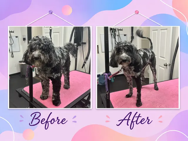 TAILored Pet Services LLC and Four-Legged Fun Zone — photo from the business 1