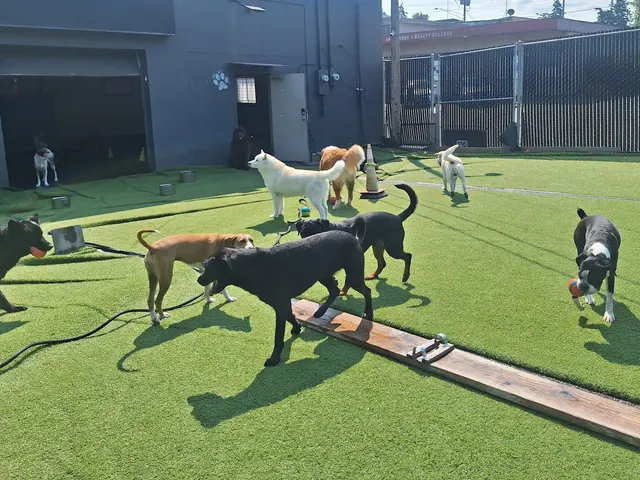 TAILored Pet Services LLC and Four-Legged Fun Zone — photo from the business 2