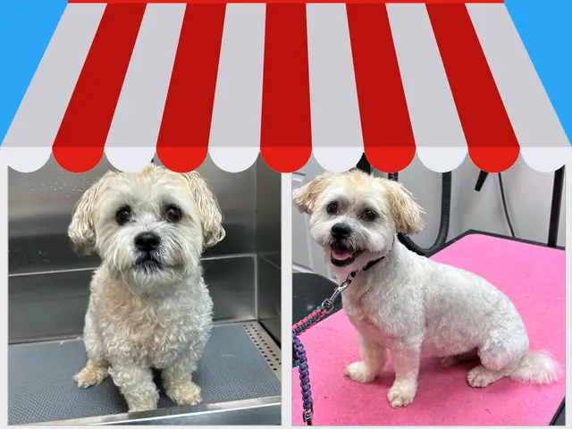 TAILored Pet Services LLC and Four-Legged Fun Zone — photo from the business 6