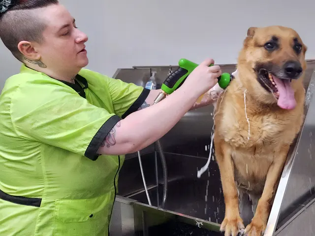TAILored Pet Services LLC and Four-Legged Fun Zone — photo from the business 11