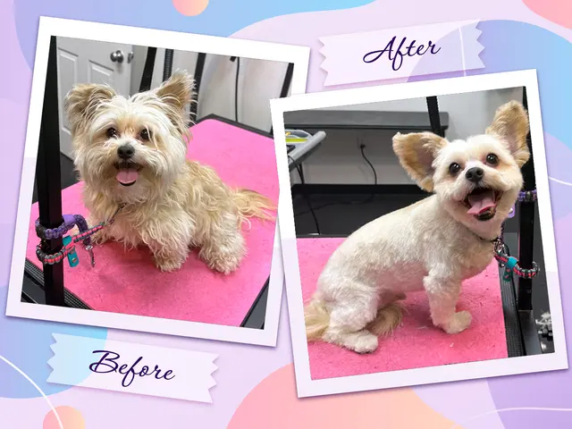 TAILored Pet Services LLC and Four-Legged Fun Zone — photo from the business 4