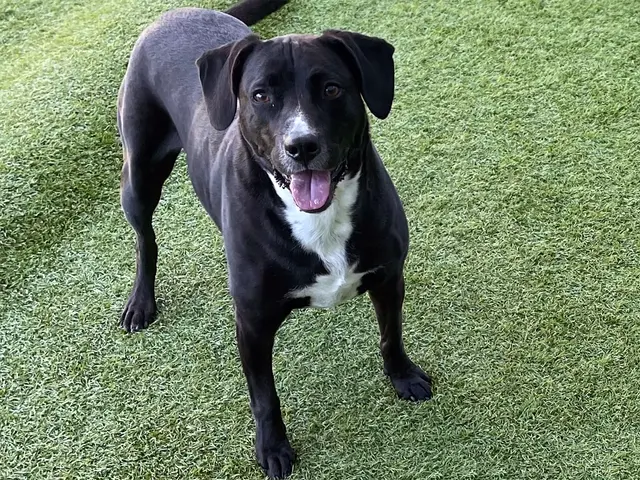 TAILored Pet Services LLC and Four-Legged Fun Zone — photo from the business 9