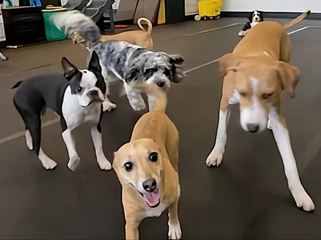 TAILored Pet Services LLC and Four-Legged Fun Zone — photo from the business 3
