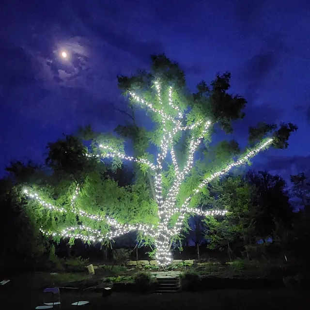 Koru Berry Farm — photo from the business 7