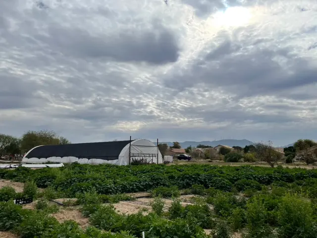 Spaces of Opportunity/Farmers’ Market — photo from the business 1