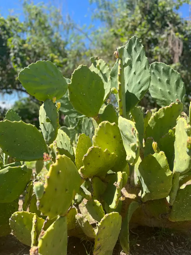 Spaces of Opportunity/Farmers’ Market — photo from the business 10