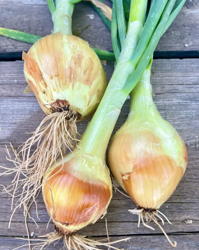 Greenhouse Gardens — photo from the business 5