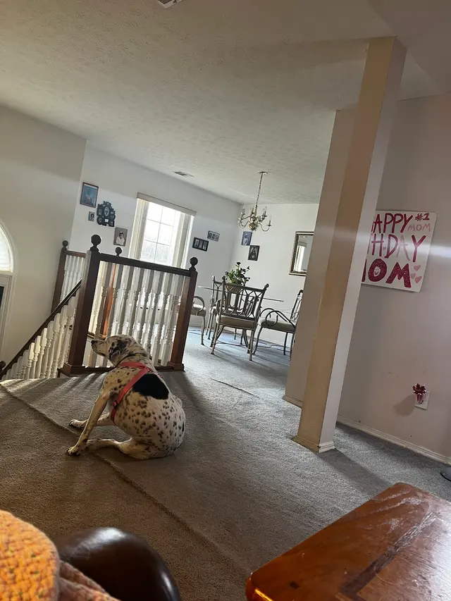 Customer photo from Shearon's review