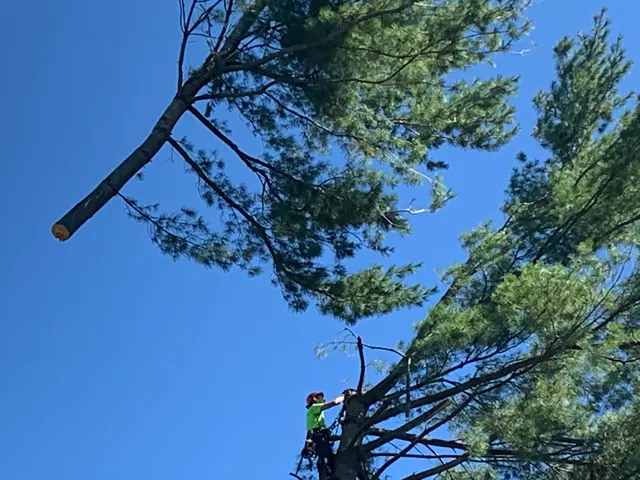 Dillon Tree Service — photo from the business 6