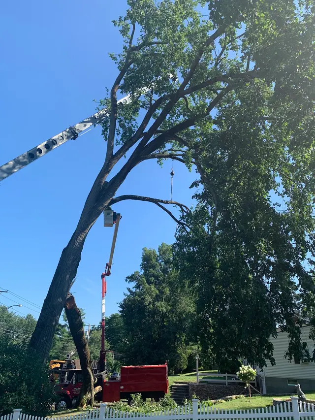 Dillon Tree Service — photo from the business 7