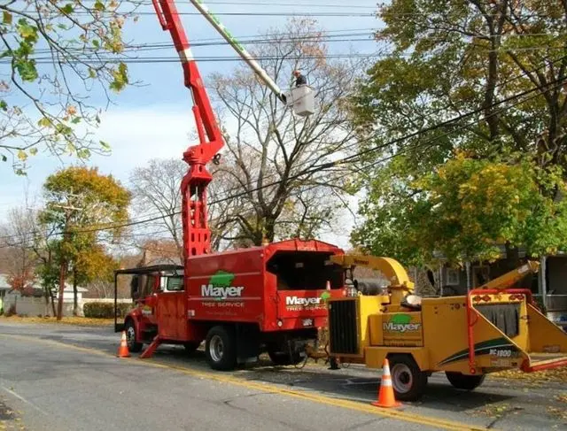 Dillon Tree Service — photo from the business 10