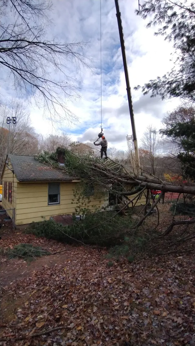 Dillon Tree Service — customer photo 5