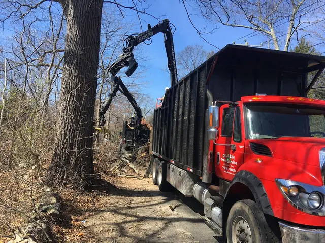 Dillon Tree Service — photo from the business 12