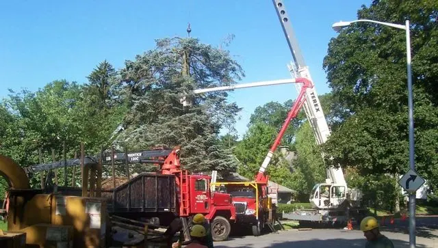 Dillon Tree Service — photo from the business 11