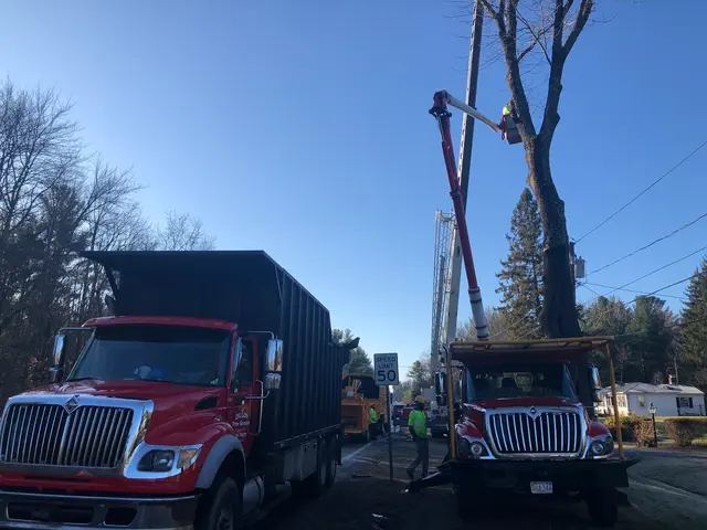 Dillon Tree Service — photo from the business 9
