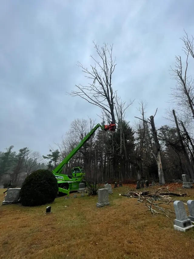 TW Tree Care — photo from the business 4