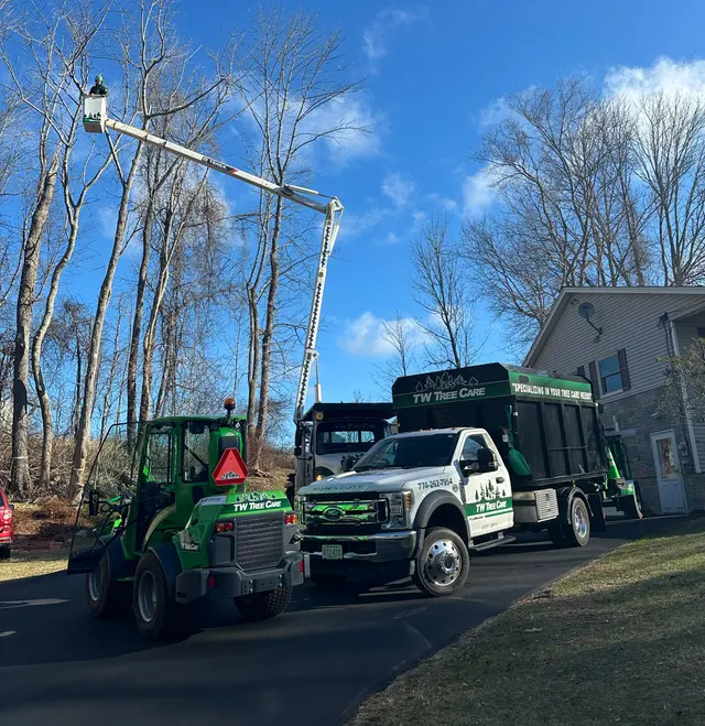 TW Tree Care — photo from the business 1