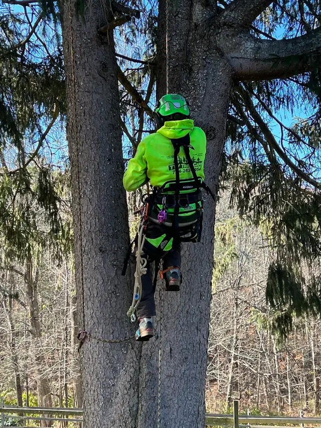 TW Tree Care — customer photo 3