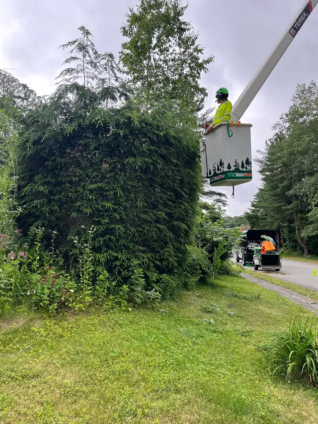 TW Tree Care — photo from the business 7
