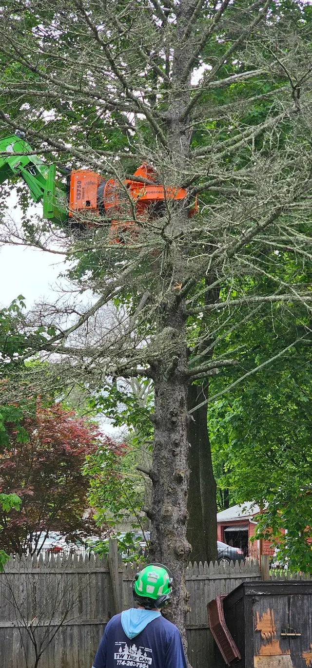 TW Tree Care — customer photo 5