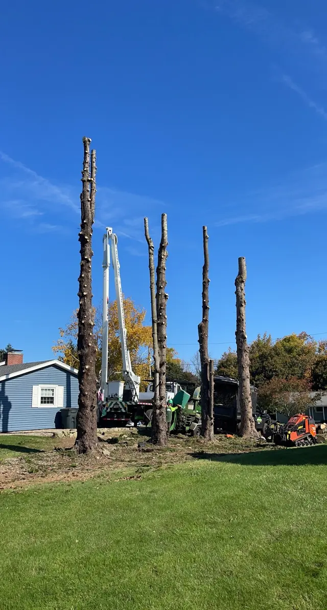 TW Tree Care — photo from the business 8