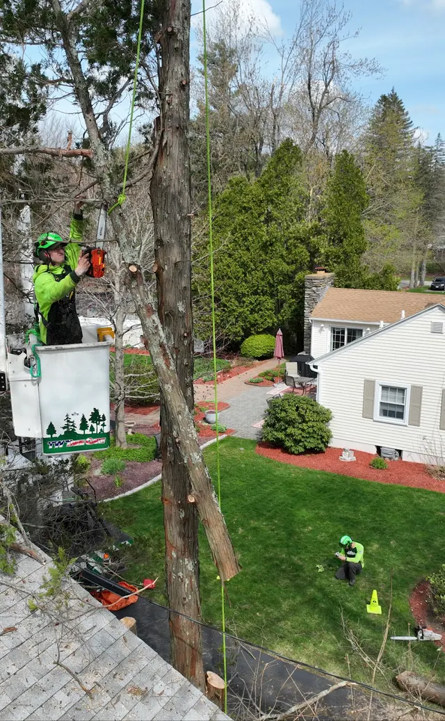 TW Tree Care — photo from the business 9