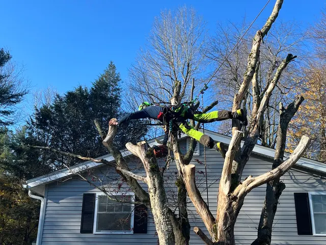 TW Tree Care — photo from the business 6