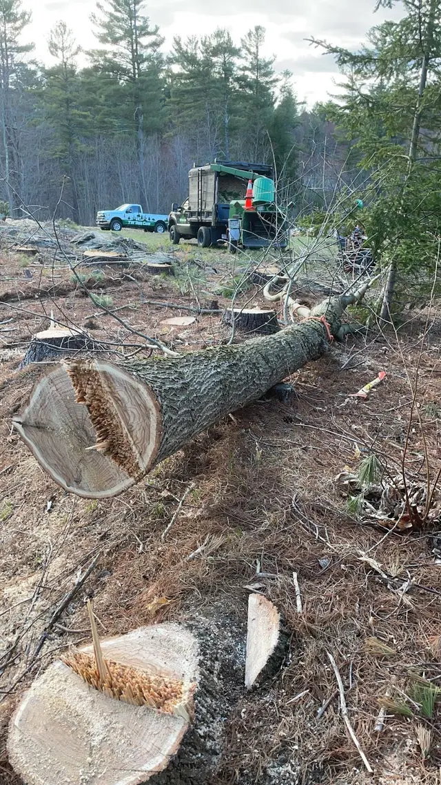 TW Tree Care — photo from the business 12