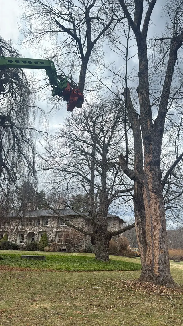 TW Tree Care — photo from the business 11