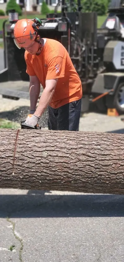 New England Tree Experts — photo from the business 7