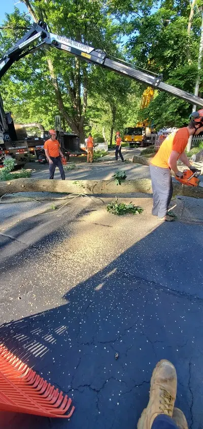 New England Tree Experts — photo from the business 10