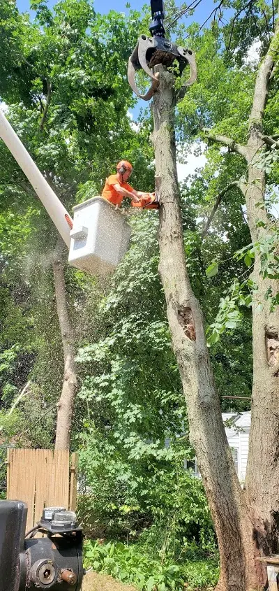 New England Tree Experts — photo from the business 8